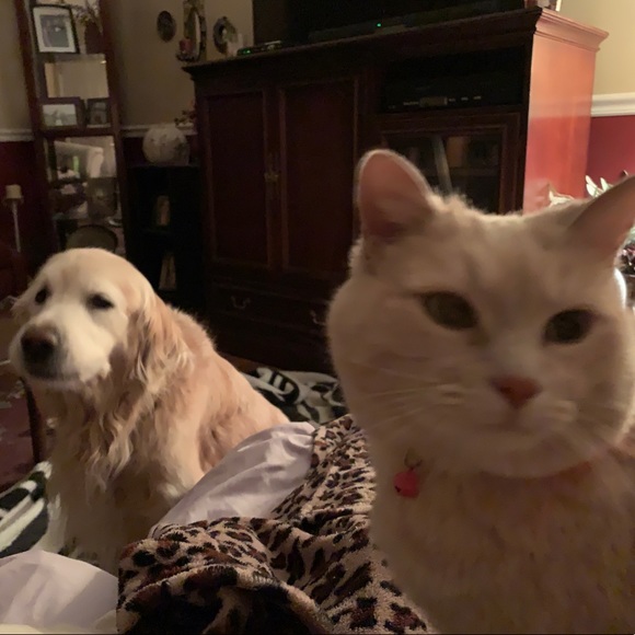 Meet your Posher, Lily - Picture 10 of 12